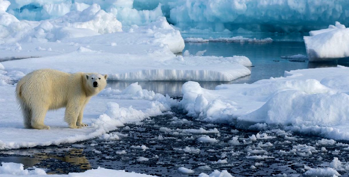 Polar bear on melting ice floes